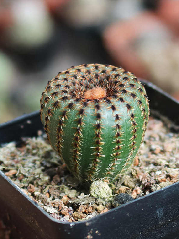 Frailea phaeodisca