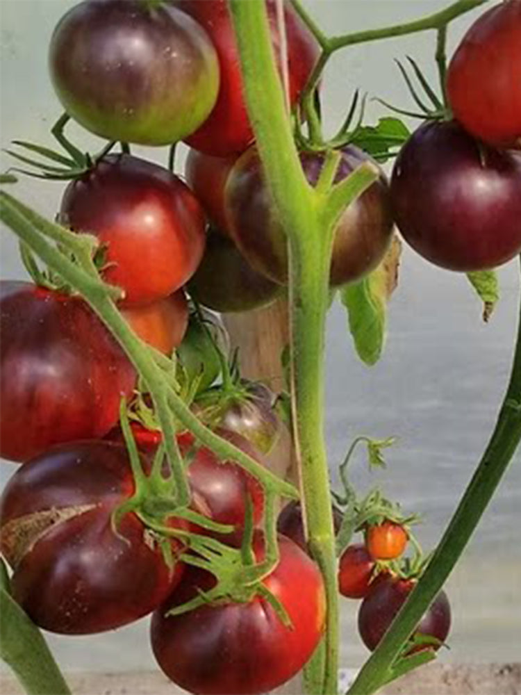 928 Happiness Bag Tomato
