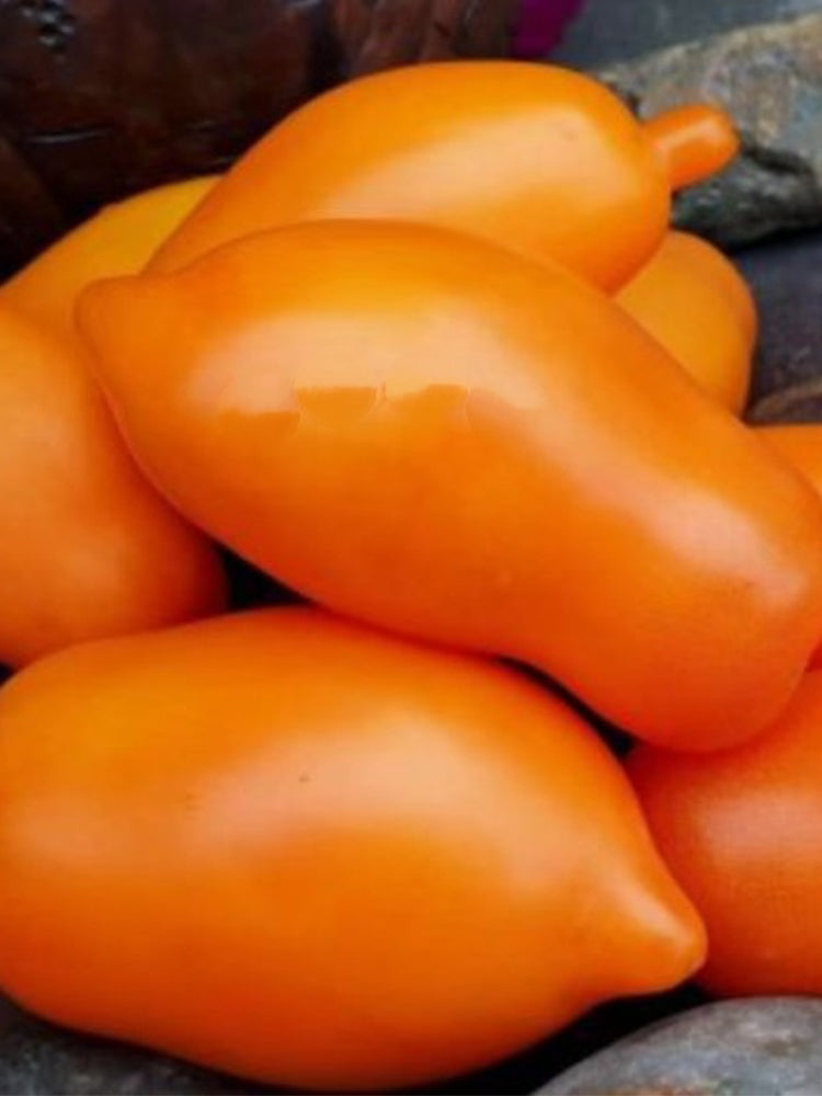 917 Mango Jazz Tomato