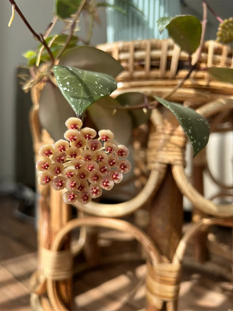 Hoya walliniana Unrooted Stem Cuttings