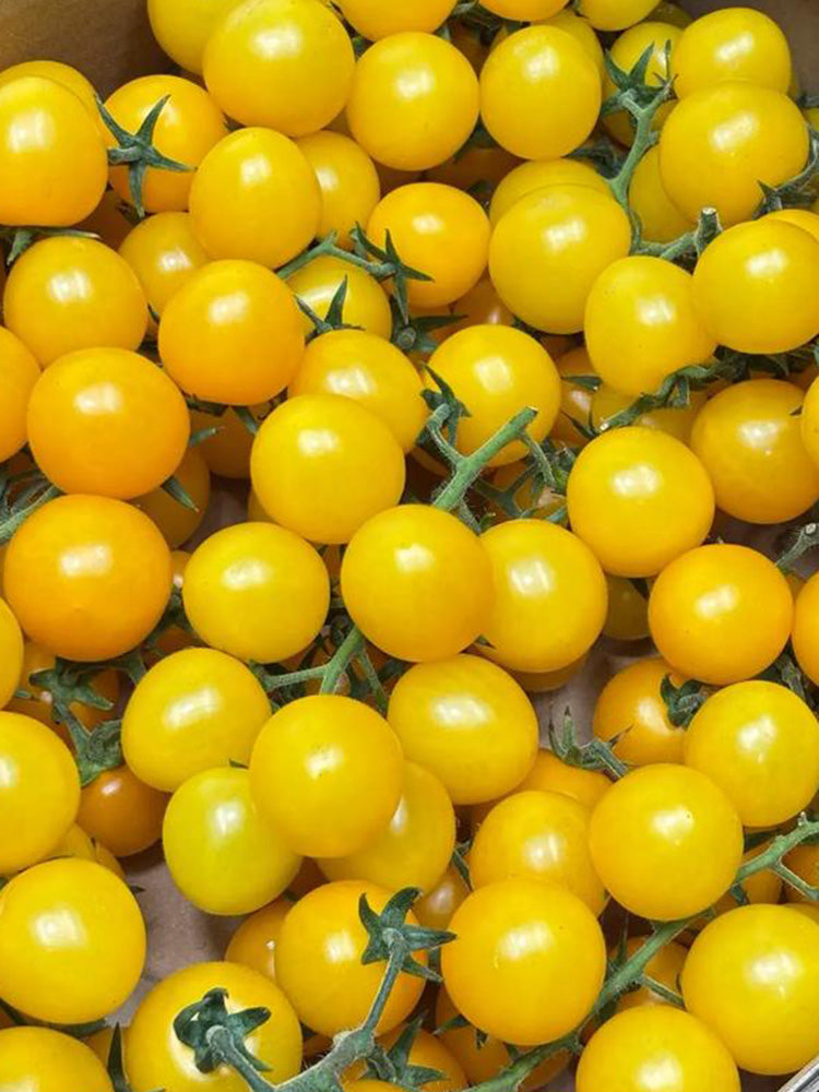 934 'Snow White' Cherry Tomato