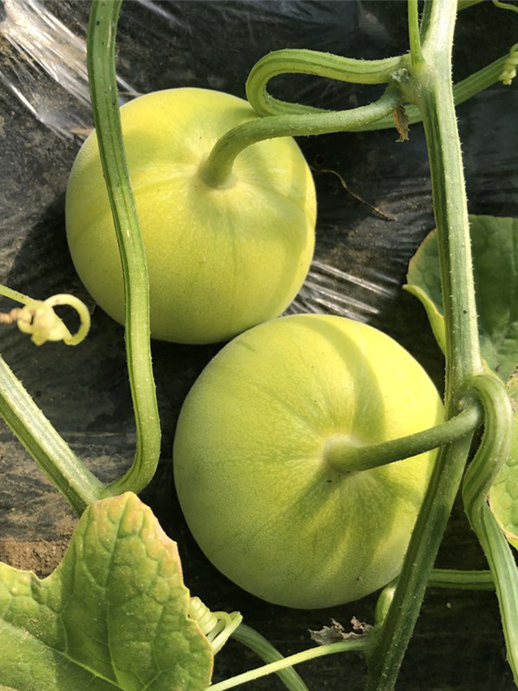 Sanjiang Tianbao Muskmelon