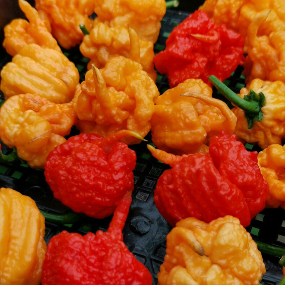 U2224 Orange-Yellow Carolina Reaper
