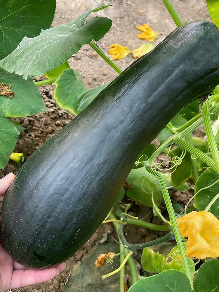 Extra-Early Mobo Squash