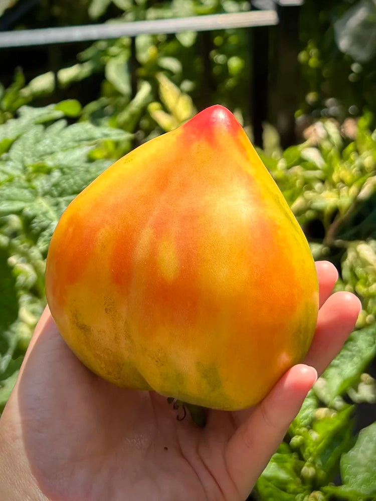 782 Bi-Color Stretch Oxheart Tomato