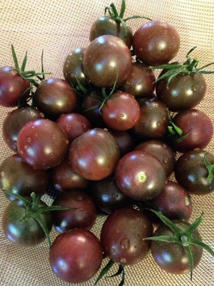 Reinhard Kraft's Purple Sugar Cherry Tomato