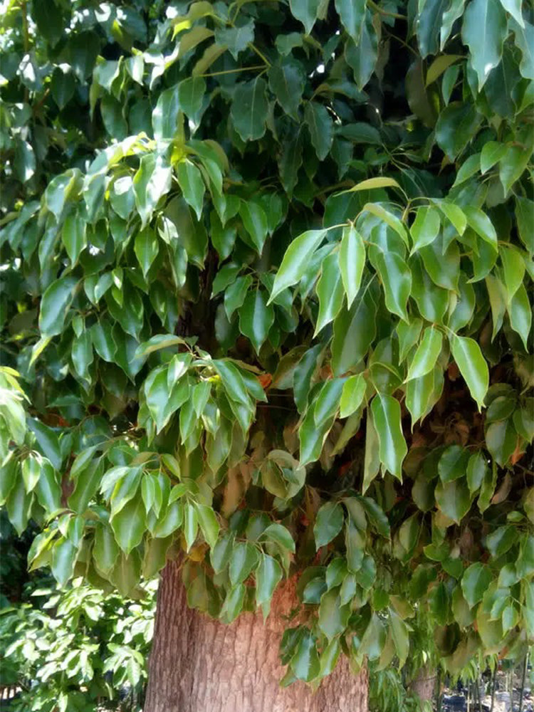 Small Leaf Camphor Tree