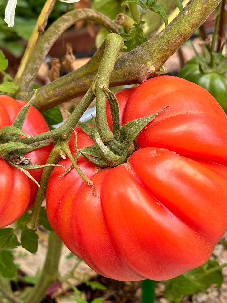 Classic Beefsteak Tomato