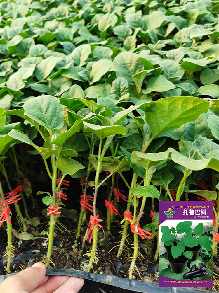 Tuolubamu Eggplant Rootstock