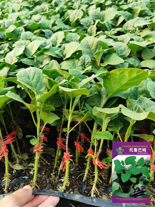 Tuolubamu Eggplant Rootstock