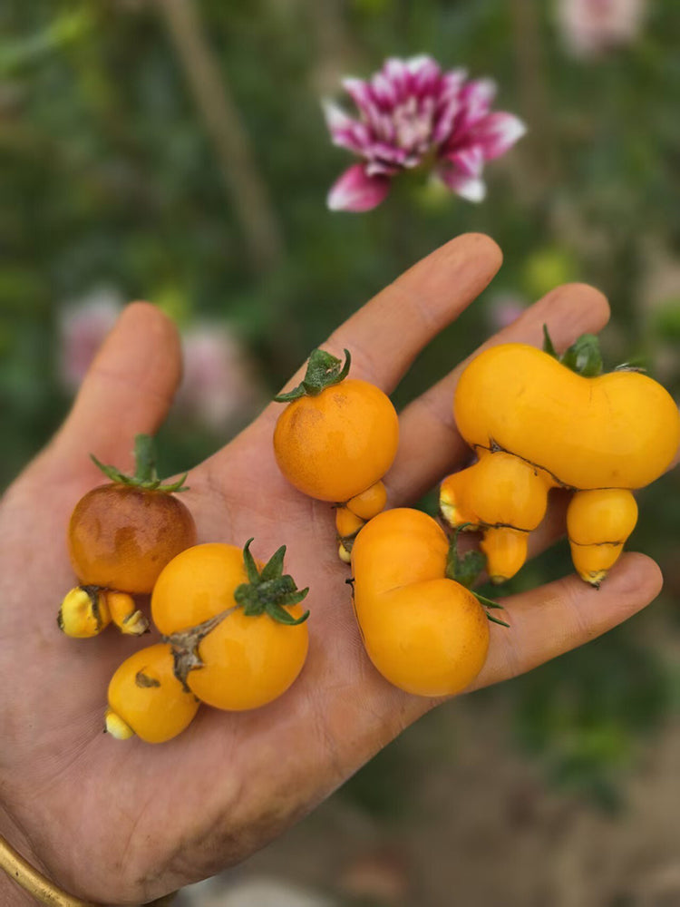 1022 Mini Yellow Inkspot Tomato