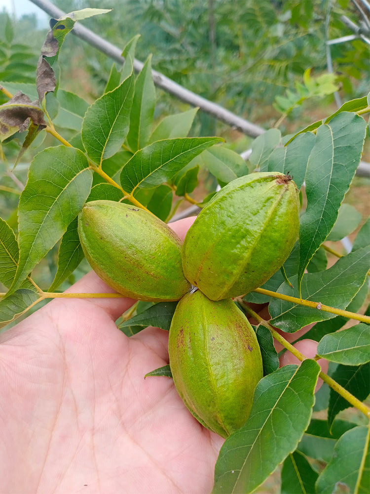 Pecan