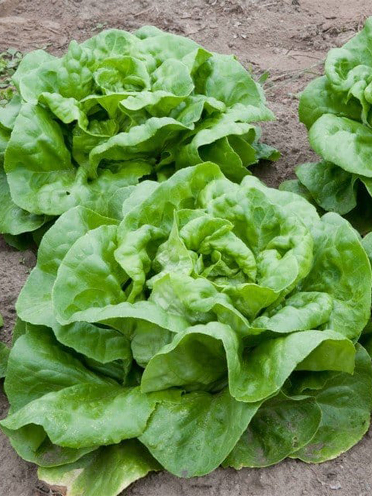 Jiemei Butter Leaf Lettuce
