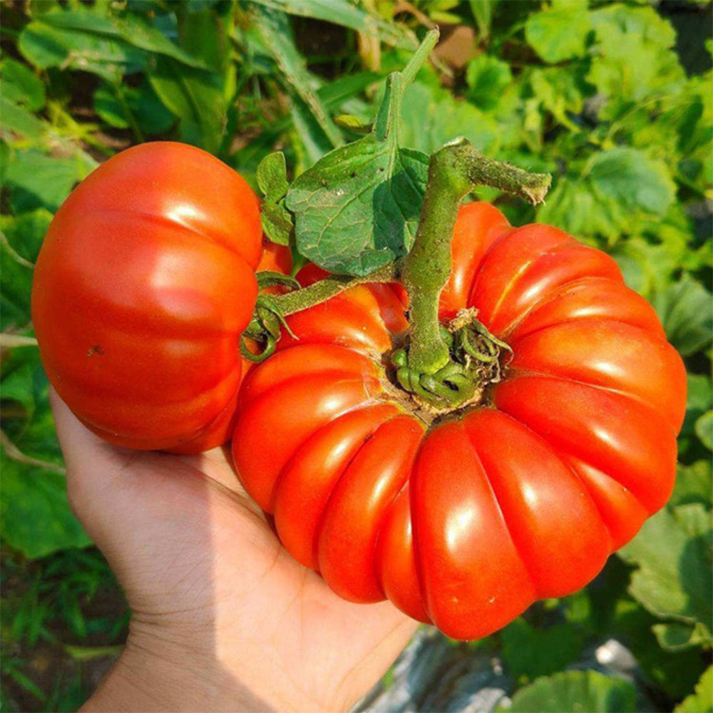 How to Sow, Plant and Grow Juicy Tomatoes in Containers - Dengarden
