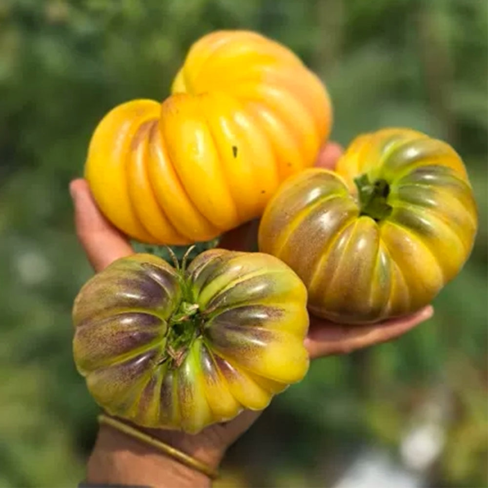 679 Moon Charm Tomato