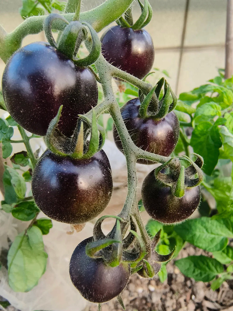 Black Jiaozi Tomato