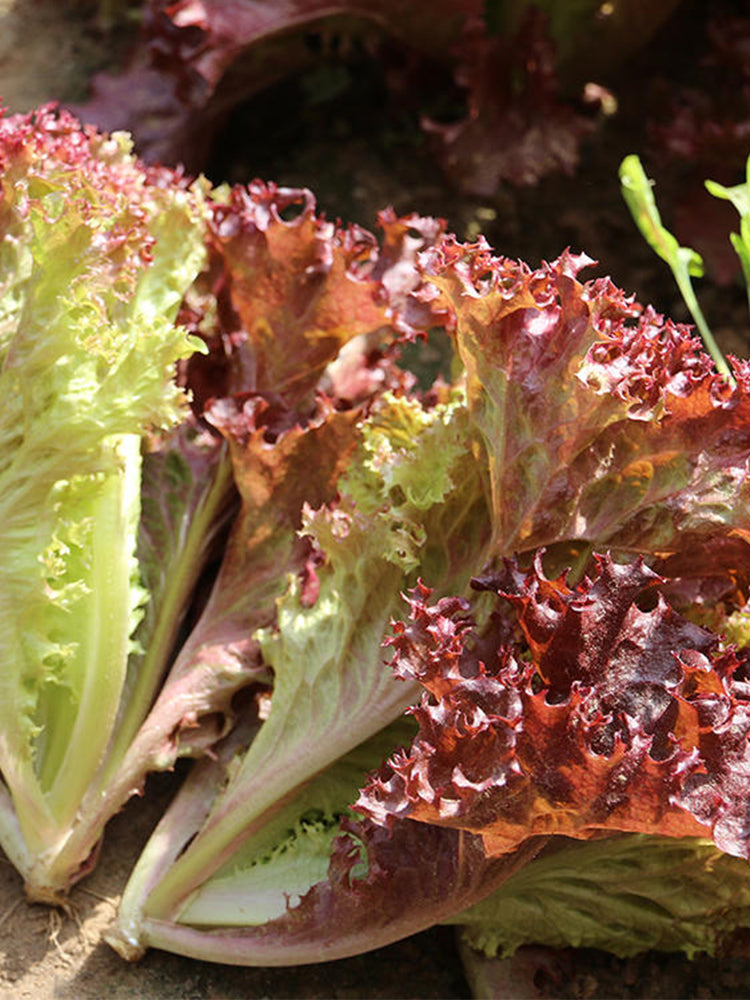 Red Loose-leaf Lettuce