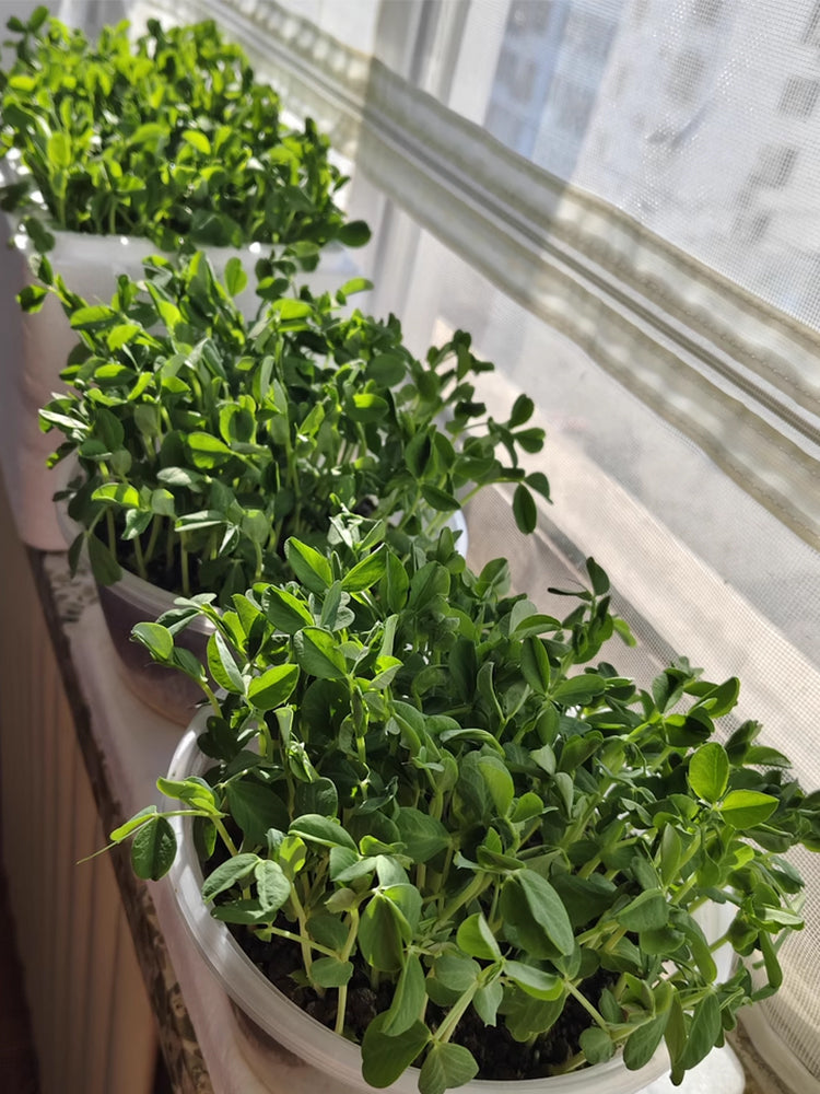 Sweet Crispy Pea Shoots