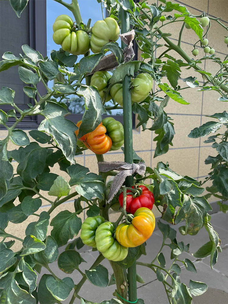 929 Sicilian Saucer Giant Tomato