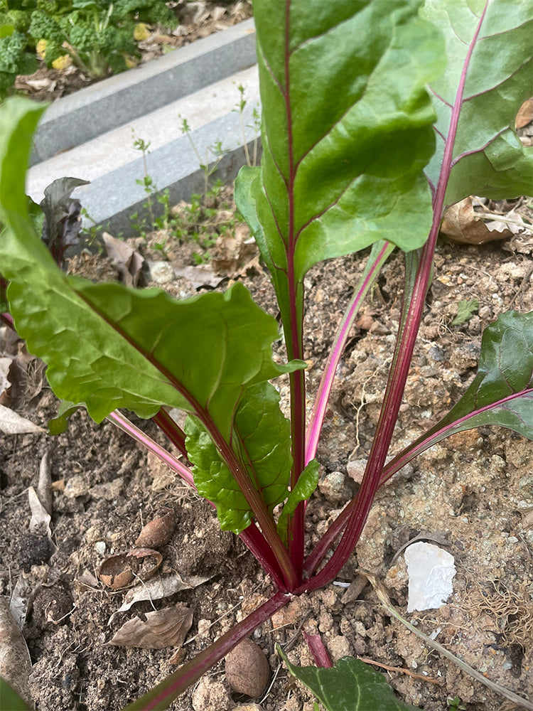 Red-Stemmed Chard