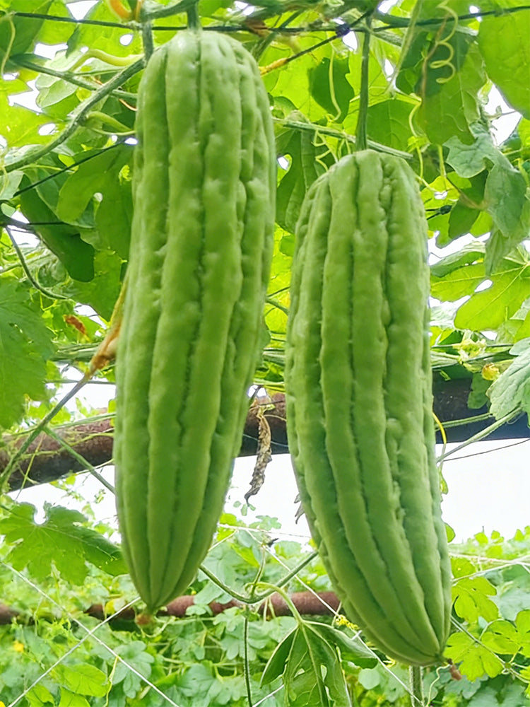 'Jiemei No.3' Bitter Gourd