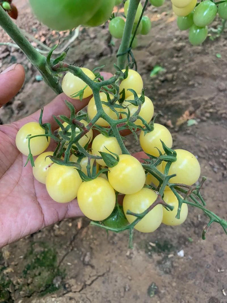 Cream White Cherry Tomato F1