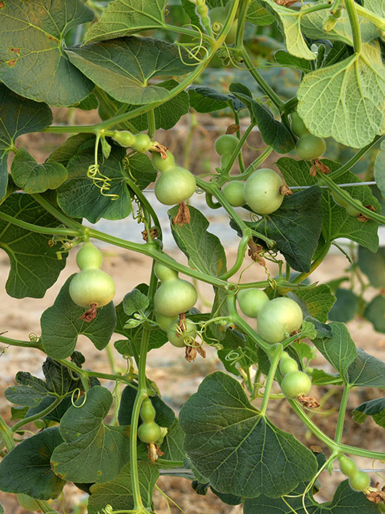 Extra Small Bottle Gourd