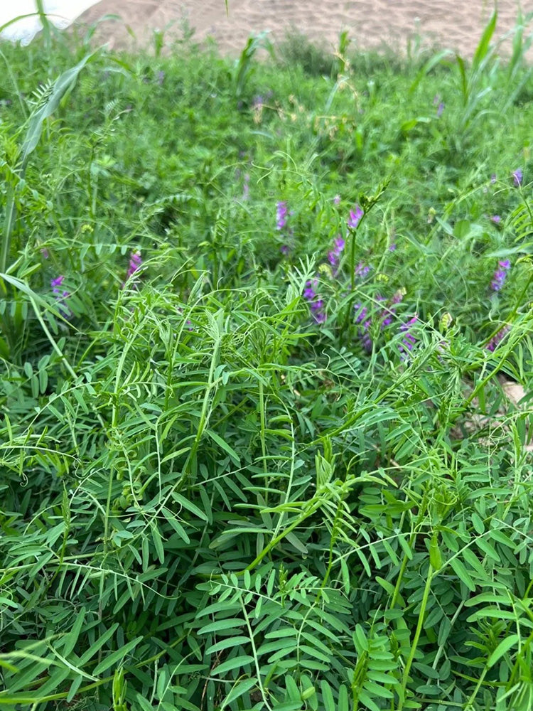 Long-haired Vetch