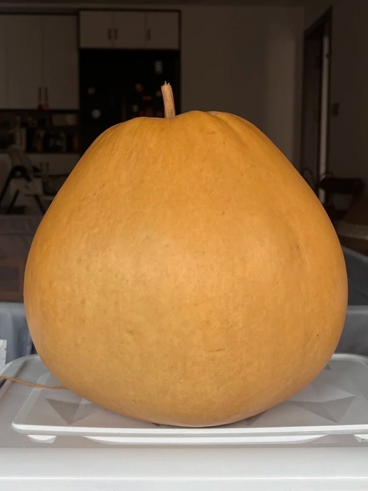 Extra Large Bottle Gourd