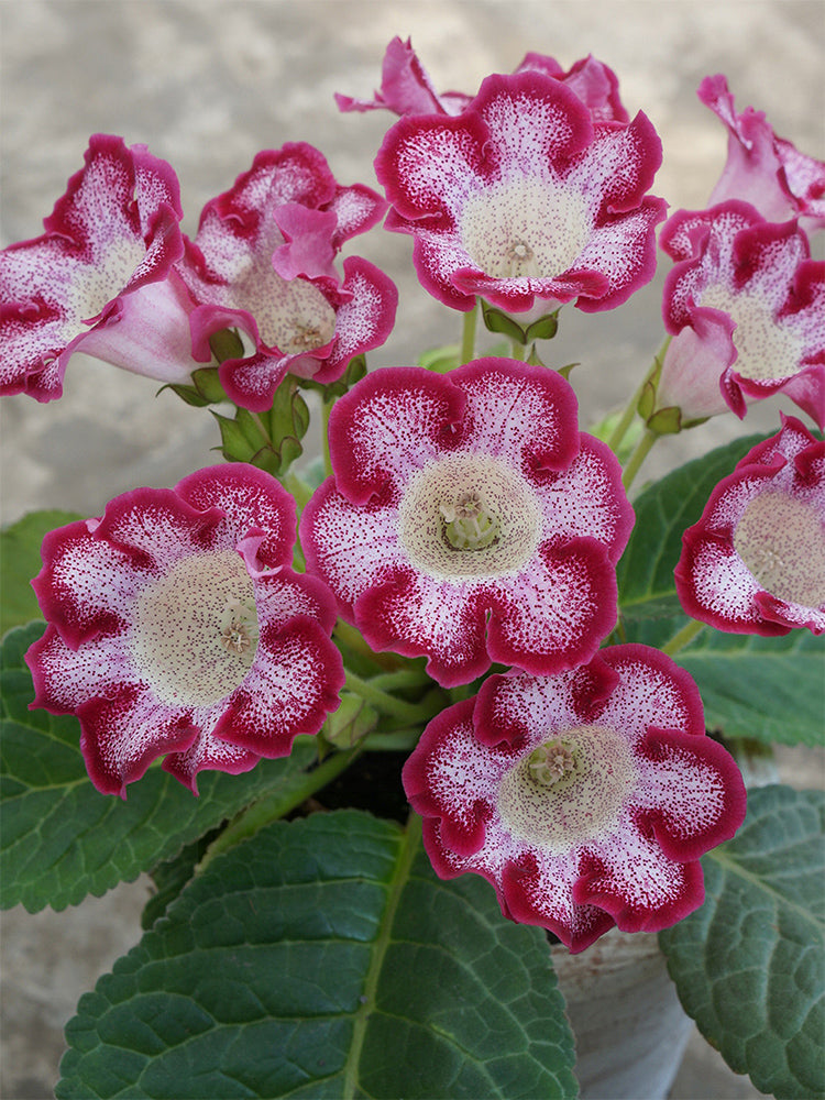 Gloxinia (Mixed 10+ Varieties)