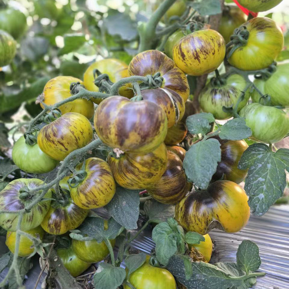 612 Blue Green Zebra Tomato