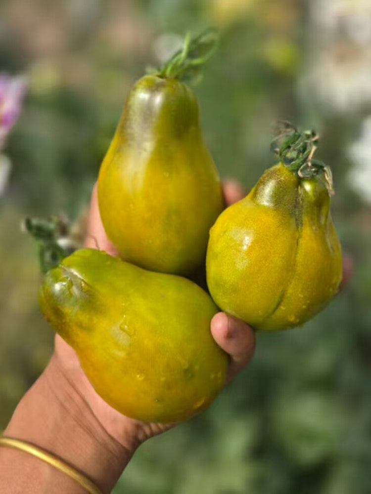 996 Tropical Sweet Pear F7 Tomato