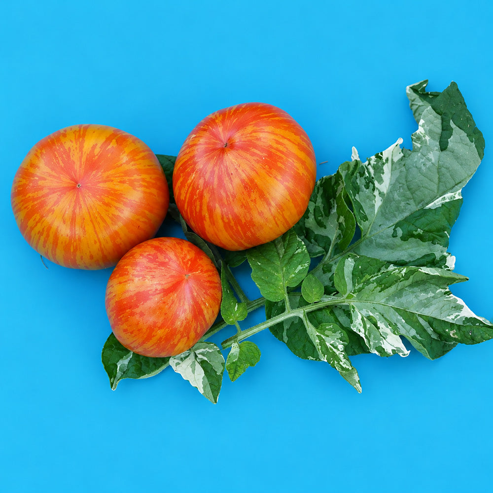 212 Dean's Brad Gates Dwarf Tomato