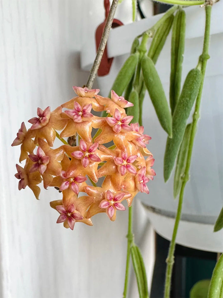 Hoya fitchii Unrooted Stem Cuttings