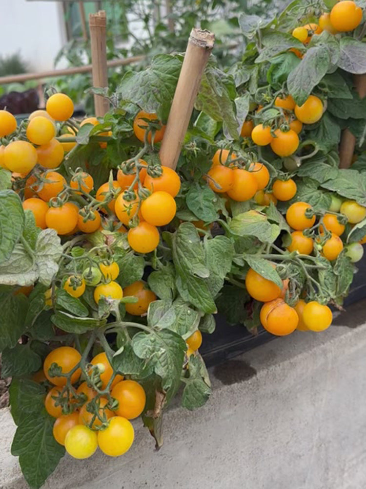 Potted Dwarf Yellow Tomato