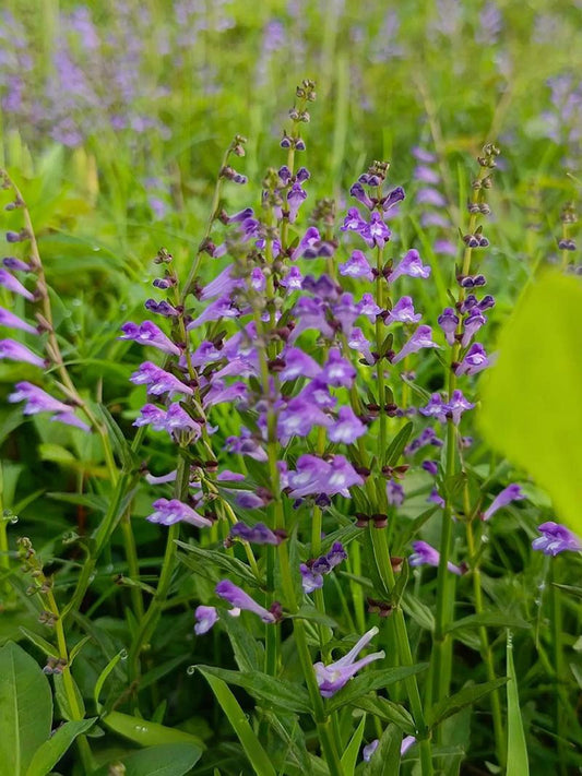 Barbed Skullcap