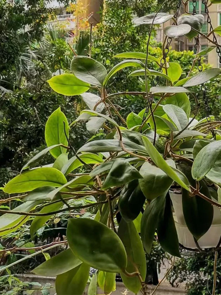 Hoya incrassata Unrooted Stem Cuttings