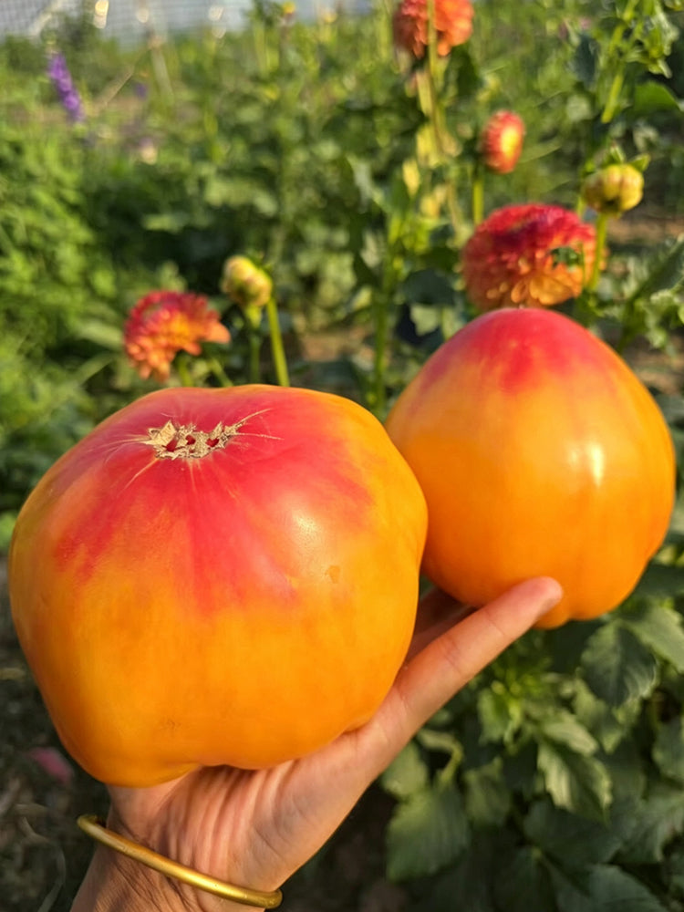 997 Amber Scallop Tomato