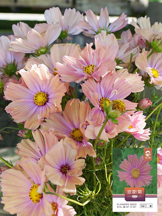 Hezhichun Cosmos bipinnatus 'Apricotta'