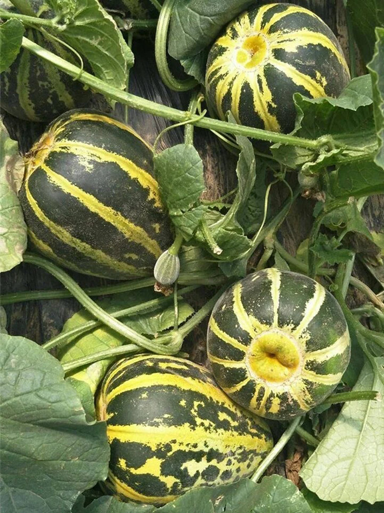 Bing Tangzi Melon