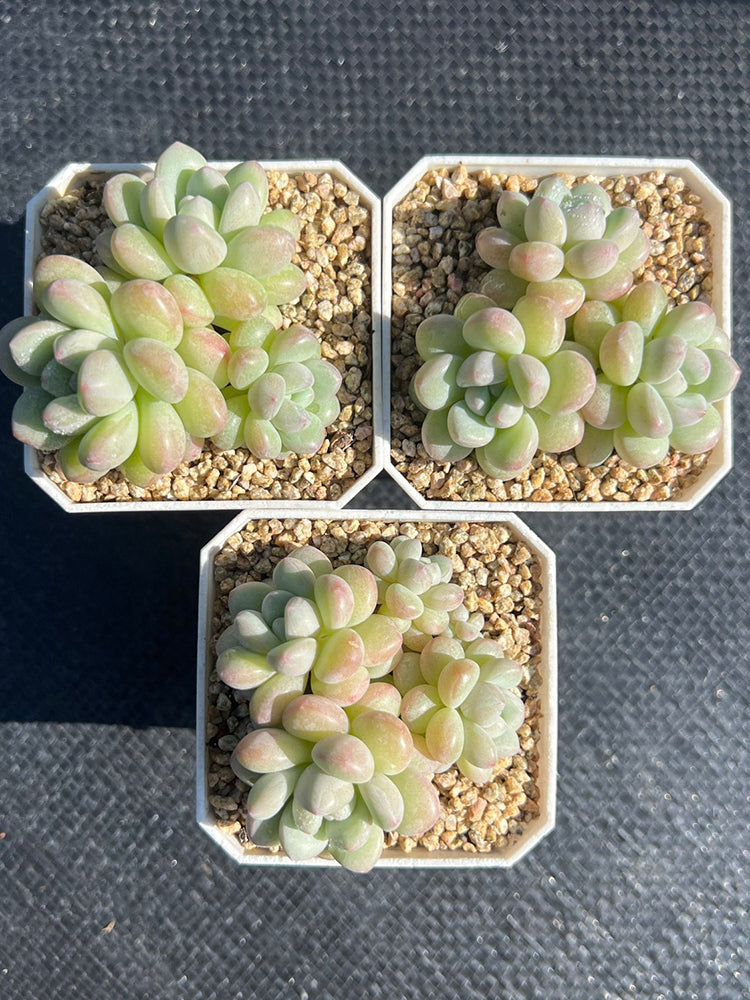Echeveria cv. 'Bubblegum'