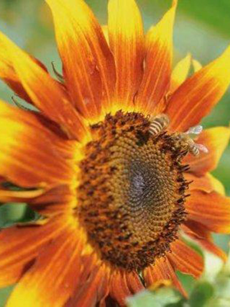 HEL10 Mixed Color Sunflower