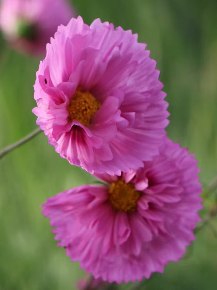 Pink Double Petal Cupcake Cosmos