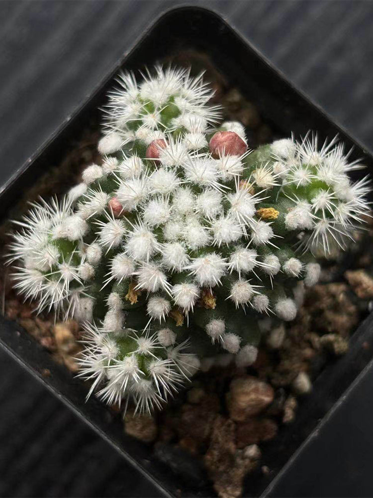 Mammillaria gracilis 'Arizona Snowcap'