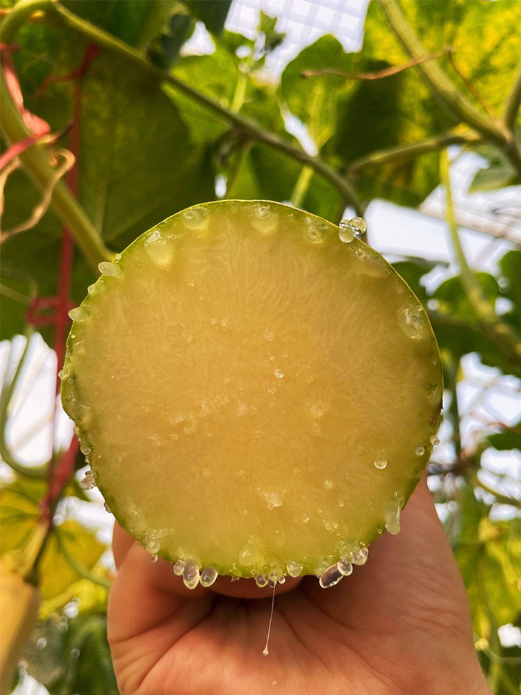 Giant Kan Gua Squash