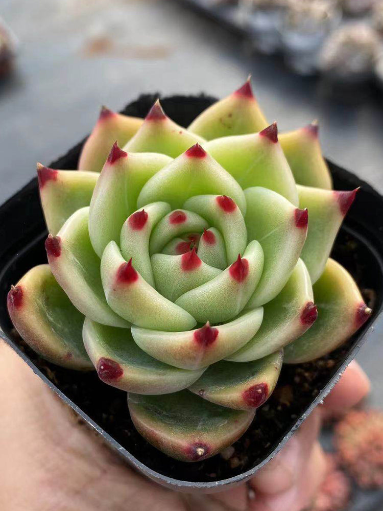 Echeveria Agavoides 'Blue Dragon'