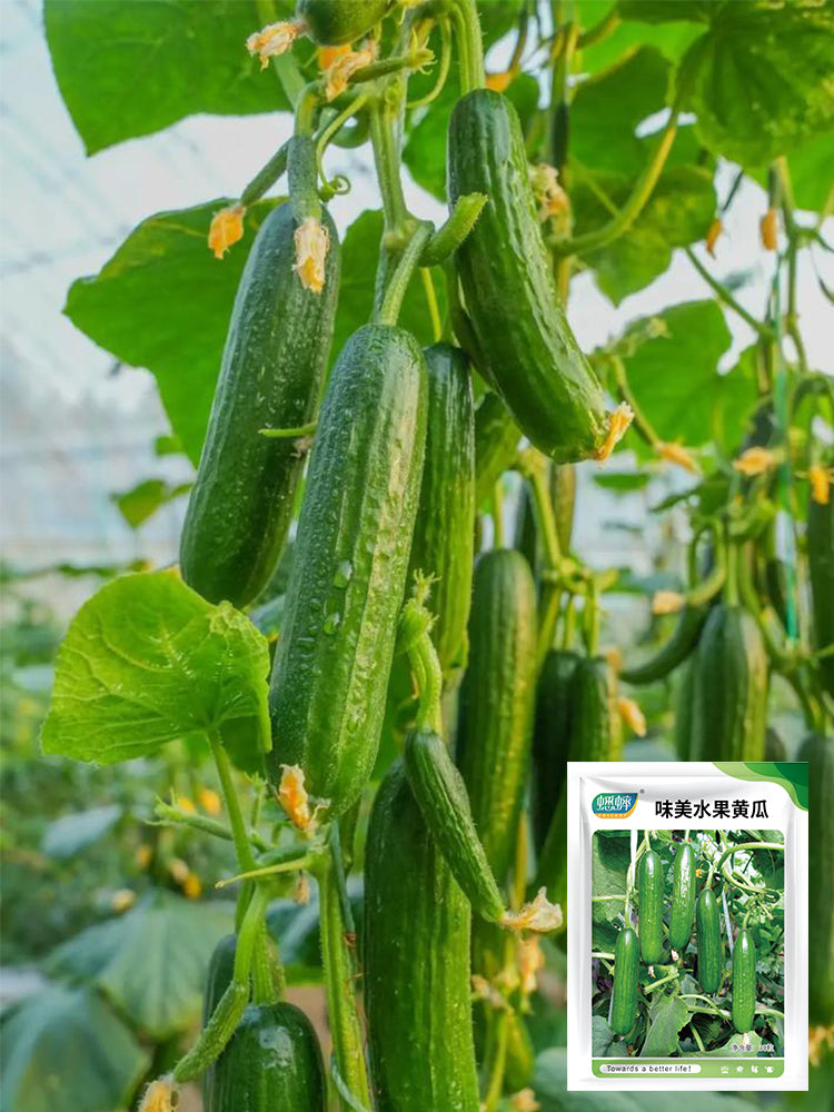 'Flavor Supreme' Fruit Cucumbers