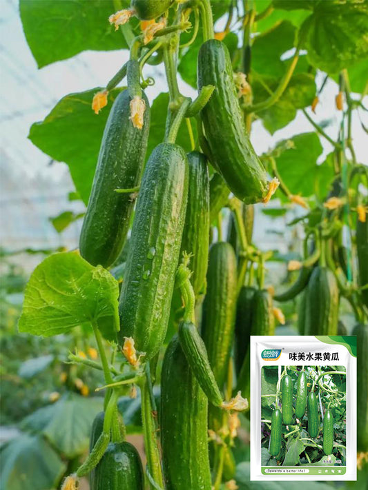'Flavor Supreme' Fruit Cucumbers