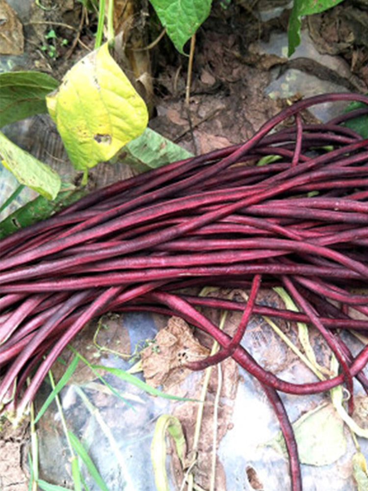 Mandihong Purple Yardlong Beans (No Trellis Required)