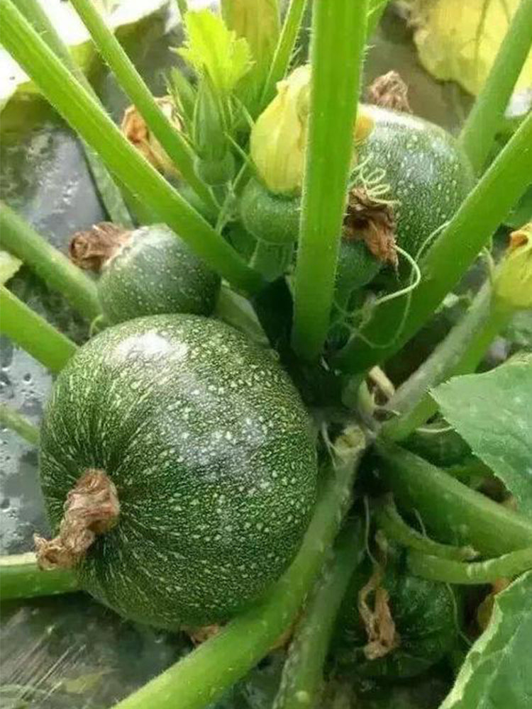 Black Pearl Zucchini